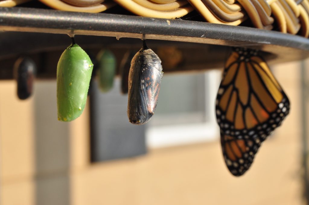 There are several chrysalis in all manner of morphs including the new green chrysalis coloration, one that’s about ready to emerge (the clear one), and a butterfly that’s already come out. They will hang for hours and dry their wings and are, in fact, quite fragile.